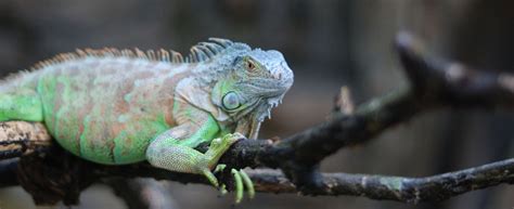 iguana hunting southfloridafishingandhunting.com | South Florida ...