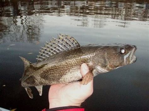 Sauger Fishing Techniques