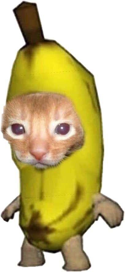 Funny Cat Pictures, Reaction Pictures, Cat Pics, Animal Pictures, Banana Meme, Banana Funny ...