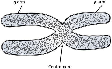 A sketch of a chromosome. | Download Scientific Diagram