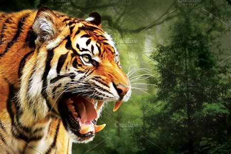 Angry Tiger Face | Angry tiger, Tiger face, Tiger photography