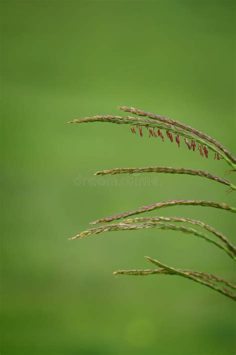 Big bluestem grass stock photo. Image of gardens, perineal - 95744486