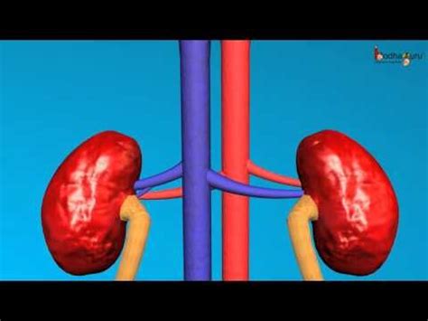 Science - Human excretory system - 3D animation - English - YouTube | Excretory system, 3d ...