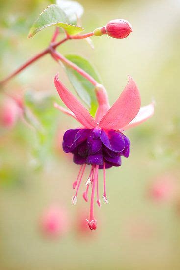 Fuchsia by Mandy Disher | Fuchsia flower, Pretty flowers, Purple flowers