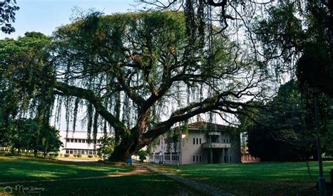 30 best University of Peradeniya images on Pinterest | Colleges, University and Sri lanka