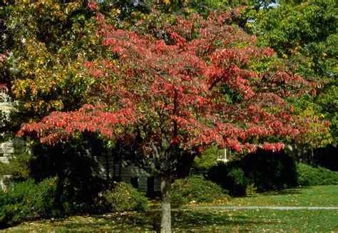 Cornus florida | Flowering dogwood - Van den Berk Nurseries