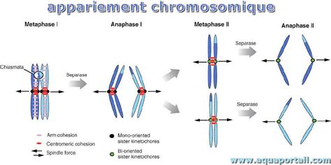 Appariement chromosomique : définition et explications