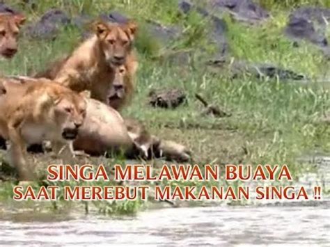 VIDEO BUAYA VS SINGA "SINGA MELAWAN BUAYA" SAAT BUAYA AKAN MEREBUT MAKANAN PARA SINGA !! - YouTube