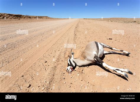 Namib Desert Animals