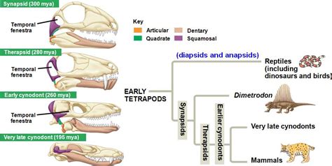 mammal_radiation.html 25_17MammalRadiation-L.jpg