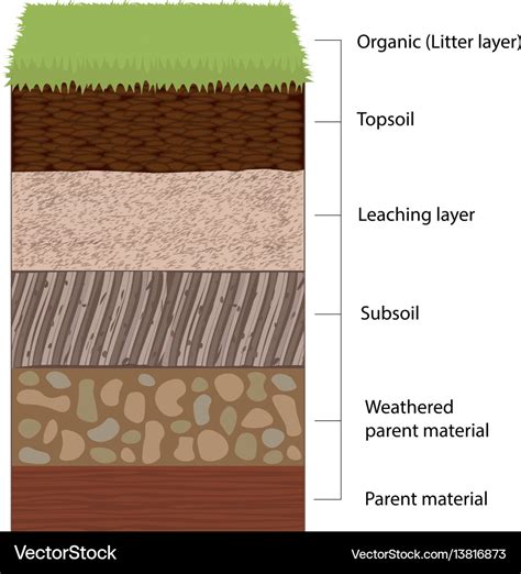 Soil horizons and layers Royalty Free Vector Image