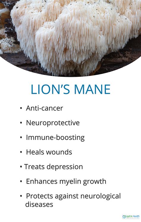 Lion’s Mane - Austin Texas Functional Medicine and Nutrition