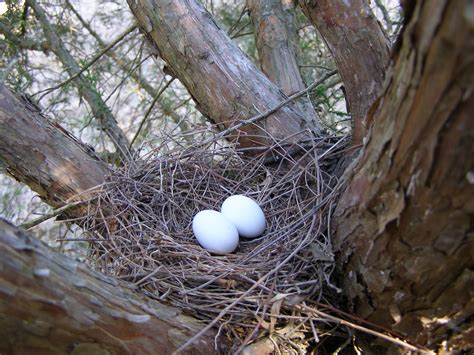 Blue Jay Barrens: Bird Nests