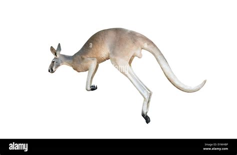 red kangaroo jumping isolated on white background Stock Photo - Alamy