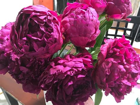 Look at these stunning dark pink peonies this week!! @tedubois peonies weddingflowers ...