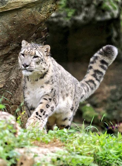 Daily snow leopards - Day 729 : r/snowleopards