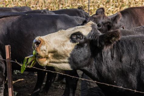 Cow Eating Corn Photos Stock Photos, Pictures & Royalty-Free Images - iStock