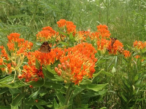 Plant Profiles: Butterfly Milkweed - Dyck Arboretum