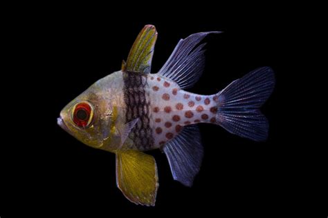 Pajama Cardinalfish — Reef Lounge Fish