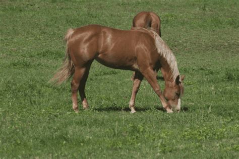 Sorrel Horse: A Deep Dive into the Rich Red Hue, Facts and Varied Roles in Equine History ...