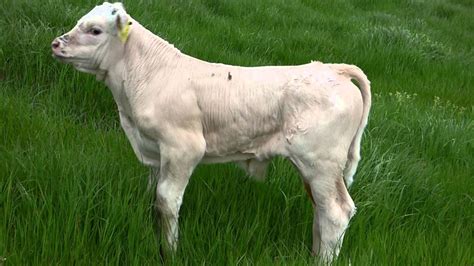 Charolais calf - YouTube