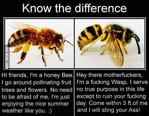 Bee vs Wasps - 9GAG