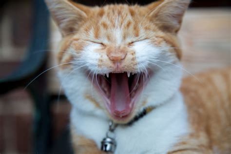 Smiling Cat Free Stock Photo - Public Domain Pictures