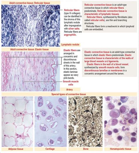 CONNECTIVE TISSUE | Clinical Gate