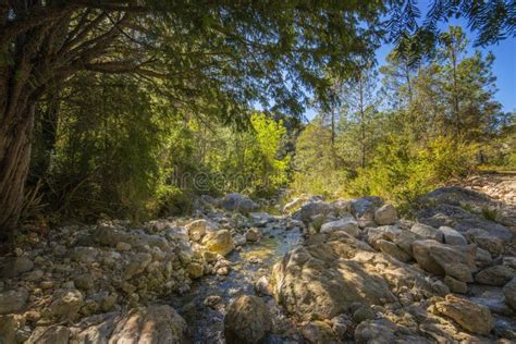 Mediterranean forest stock image. Image of natural, rural - 92016751