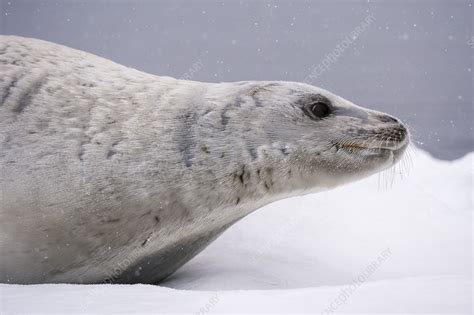 Crabeater seal - Stock Image - C054/4360 - Science Photo Library