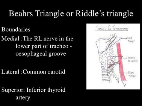 Anatomy & physiology of thyroid gland