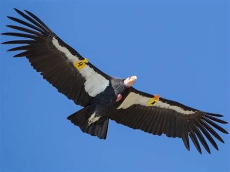 California Condor Size And Weight | Blog Dandk