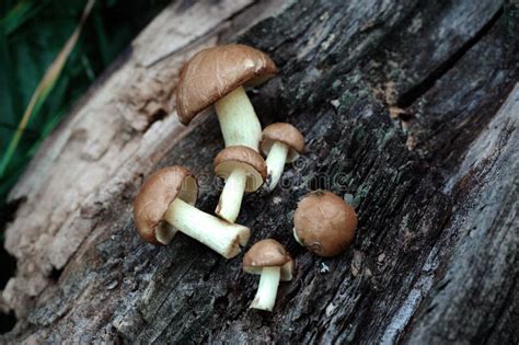 Group of Edible Forest Mushrooms Suillus Luteus Stock Photo - Image of freshness, beautiful ...