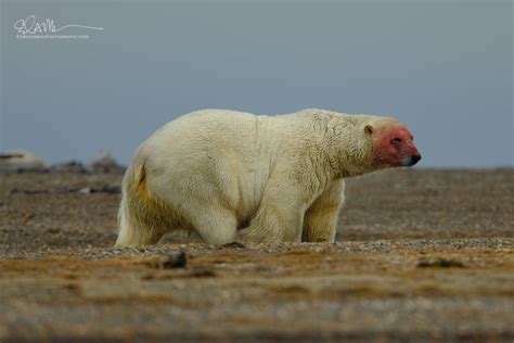 Polar Bears In Alaska, Best Places To See Them