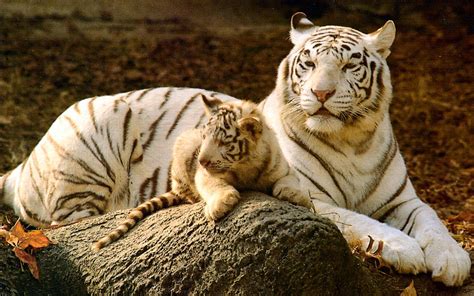 Baby White Tiger Wallpapers - Wallpaper Cave