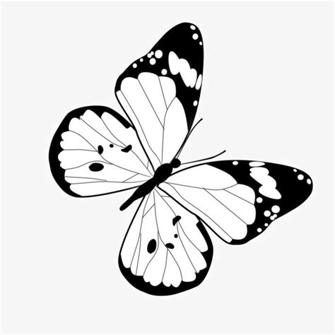 Papillon De Motifs Décoratifs En Noir Et Blanc | Dessin papillon, Tatouage bracelet avant bras ...