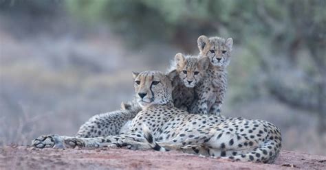 Raising cheetah cubs in the Kalahari - Africa Geographic