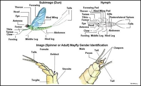 insect, mayfly, anatomy, Delaware, river, identification, mayflies ... | Fly fishing rods ...