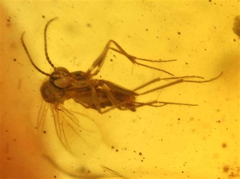 Detailed Nematocera (Fungus Gnat), Fossil inclusion in Burmese Amber | eBay