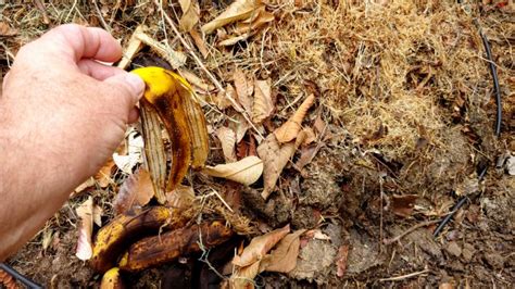 Stop throwing out banana peels. Here are 8 effective ways to use them in the garden | Banana ...