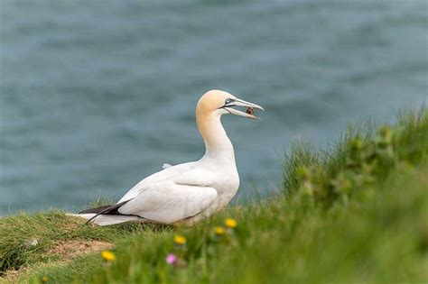 Gannet | Bird Identification Guide | Bird Spot