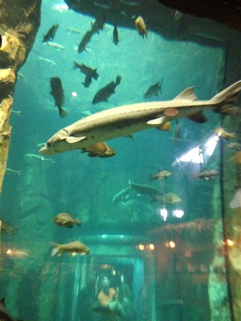 Great Lakes Aquarium | Great lakes, Duluth mn, Lake