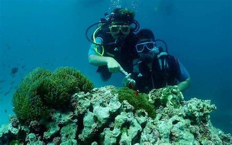 Philippine Scuba Diving Packages | Rates Start at ₱1,000 | Guide to the Philippines