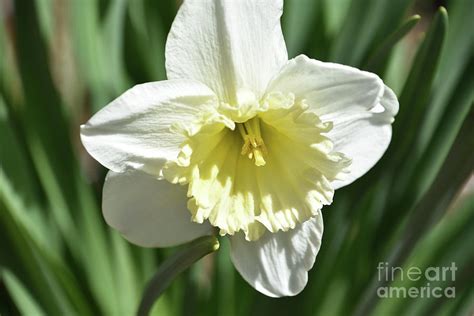 Amazing Look into the Center of a White Daffodil Photograph by DejaVu Designs - Fine Art America