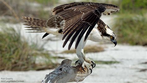 Is the Seahawk a Real Bird? - The National Wildlife Federation Blog