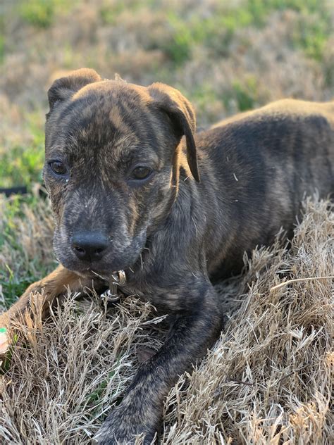 Our new shelter brindle puppy. : r/pitbulls