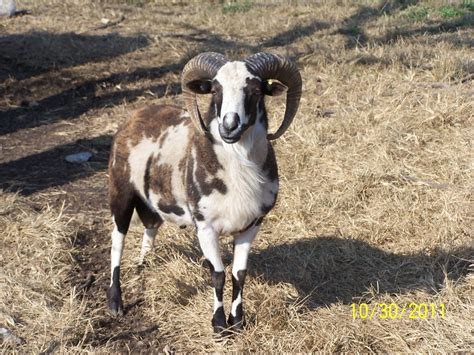 About Painted Desert Sheep – United Horned Hair Sheep Association