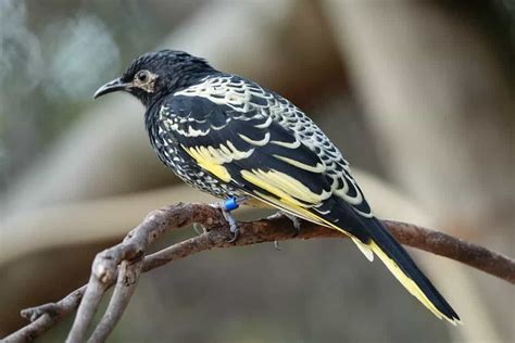 This endangered bird is losing its song