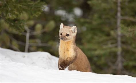 Wildlife spotlight: Pine Marten - Jackson Hole Conservation Alliance