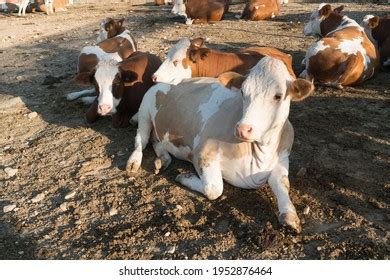 Simental Cattle Images: Browse 103 Stock Photos & Vectors Free Download with Trial | Shutterstock